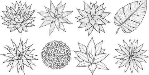 Hand drawn succulent set, top view agave plants, tropical leaf sketch, botanical engraving style, black and white nature illustration collection, isolated. © Mahmud's World