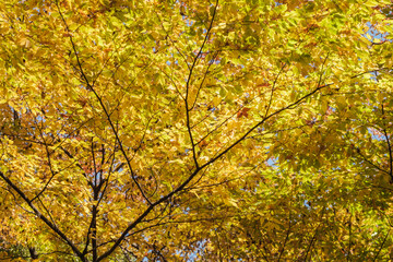 秋・冬の日本の季節の風景　紅葉した森の木々　川・湖の水面の太陽の光の反射でキラキラ美しい輝くカエデの木の葉　観光・旅行・自然・アウトドアの背景