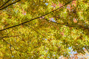 秋・冬の日本の季節の風景　紅葉した森の木々　川・湖の水面の太陽の光の反射でキラキラ美しい輝くカエデの木の葉　観光・旅行・自然・アウトドアの背景