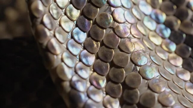 Macro view of snake skin texture with brown, black, and iridescent scales