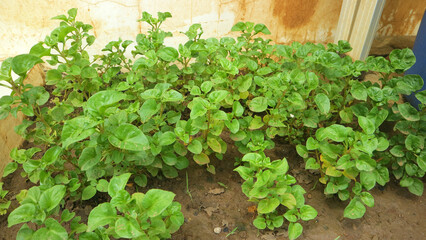 Fresh Green Brazilian Spinach Leaves Growing Outdoors