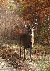 Whitetail Buck Standing on Forest Path