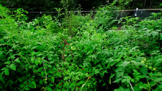 Variety of tomato vines overgrowing cage trellis while growing plants in organic garden