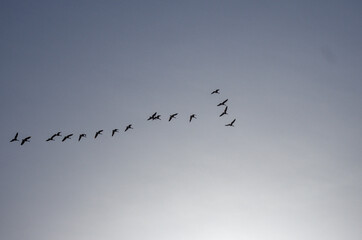 Canada Geese Flying in V Formation