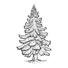 spruce tree vector line art hand drawn illustration