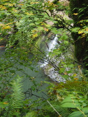 A creek in the quiet forest