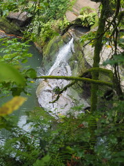 A creek in the quiet forest