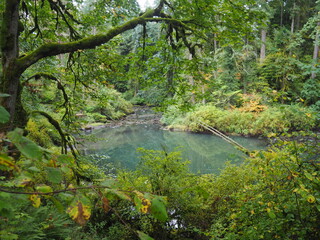 A creek in the quiet forest