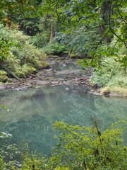A creek in the quiet forest