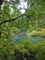 A creek in the quiet forest