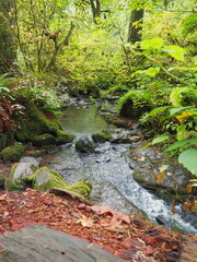 A creek in the quiet forest