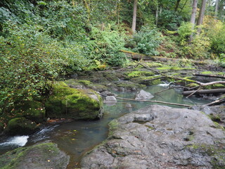 A creek in the quiet forest