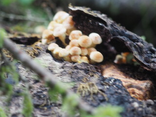Mushrooms in the Forrest