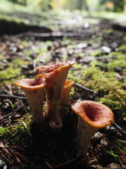 Mushrooms in the Forrest