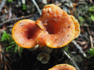 Mushrooms in the Forrest