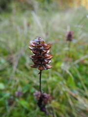 Dry Cone Flower