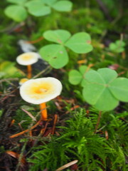 Mushrooms in the Forrest