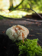 Mushrooms in the Forrest