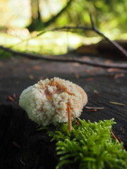 Mushrooms in the Forrest