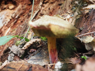 Mushrooms in the Forrest