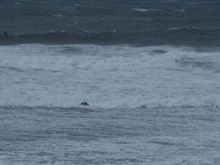 Fototapeta premium Seagulls on the Oregon Coast