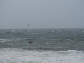 Great Blue Heron over the Coast