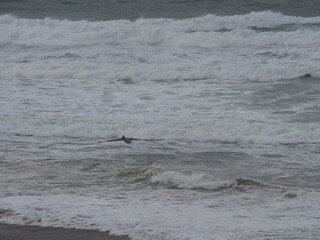 Fototapeta premium Seagulls on the Oregon Coast