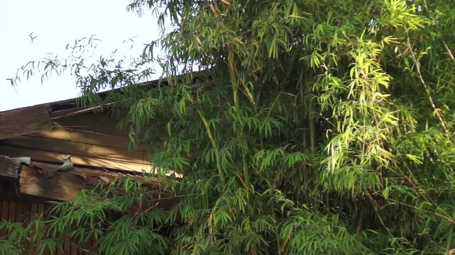 A lush bamboo thicket alongside a rustic wooden roof