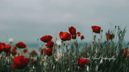 Obraz premium sedative. Field of poppy flowers swaying in gentle breeze, botanical tranquility scene. gardening catalogs, home-decor guides, designed for home decor and floral branding. 