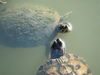 池で泳ぐ二匹のカメ
