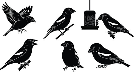 Collection of Hawfinch bird silhouettes, featuring flying, singing, and feeder poses, black and white vector illustration for nature, wildlife design, and logo graphics.
