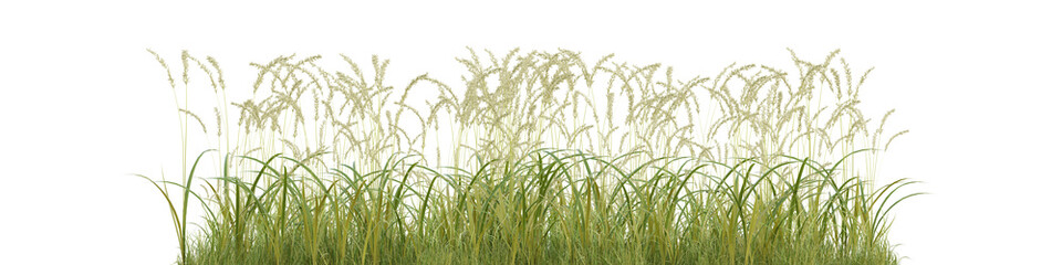 Obraz premium 3d Render Green Grass Field with Delicate Wildflowers and a Transparent Background