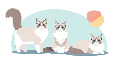 Obraz premium Cute Ragdoll cats with fluffy fur and blue eyes in various poses, featuring seal point and white markings.