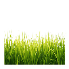 a patch of grass transparent background