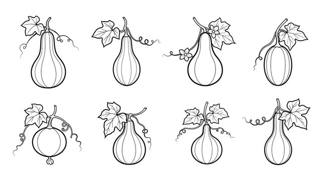 Hand drawn sketch of bottle gourds with leaves isolated on white background