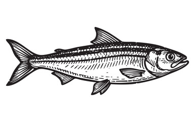 Anchovy Fish Engraving Vector Illustration