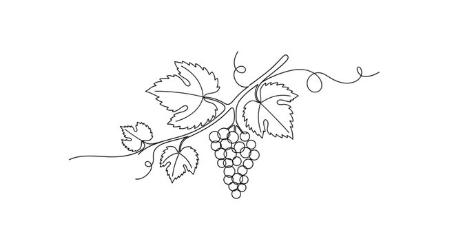 Minimalist continuous one-line drawing of a grapevine with leaves and a bunch of grapes symbolizing wine and natural growth.