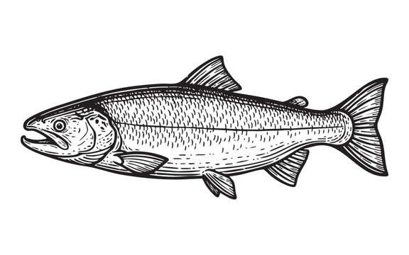 Salmon Fish Engraving Vector Illustration