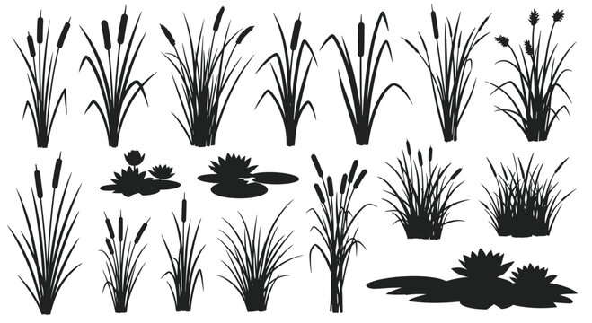 Collection of black silhouettes of reeds cattails and water lilies for creating pond or swamp landscapes in nature designs.