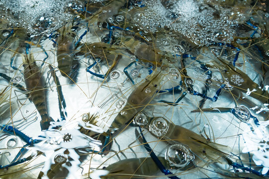 Live prawns in a water tank with aeration bubbles, commonly found in seafood markets or restaurants for freshness