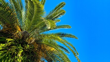 green palm tree and blue sky