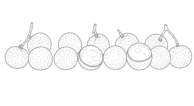 Hand drawn illustration of many longan fruits isolated on white background