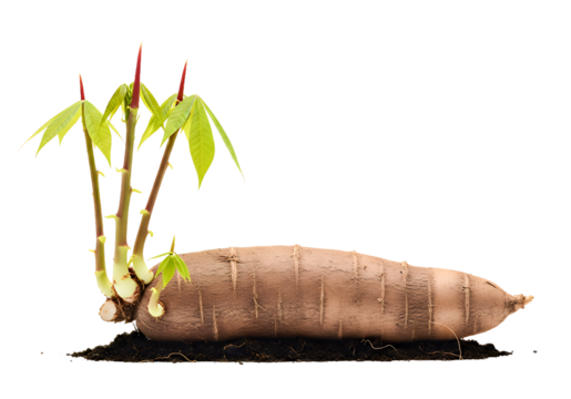 Fresh cassava root sprouting vibrant green leaves, symbolizing growth, harvest, and sustainable farming practices in agriculture and food production