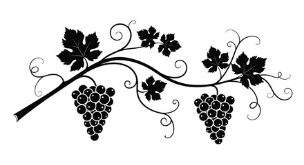 An elegant black silhouette of a decorative grapevine branch with two bunches of grapes and curling tendrils and leaves.
