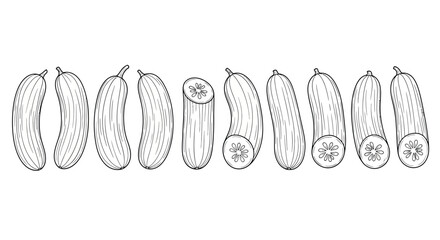 Hand drawn cucumber vegetable isolated on white background vector illustration