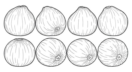 Hand drawn illustration of fig fruits isolated on white background