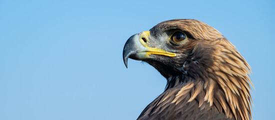 A large portrait of a golden eagle