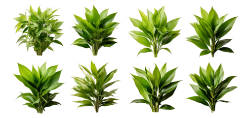 Variety of Lush Green Plant Leaves Isolated on a Transparent Background, Isolated on Transparent, white background