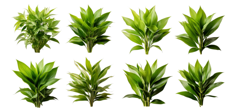 Variety of Lush Green Plant Leaves Isolated on a Transparent Background, Isolated on Transparent, white background