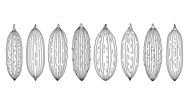 Hand drawn sketch of pointed gourds isolated on white background illustration